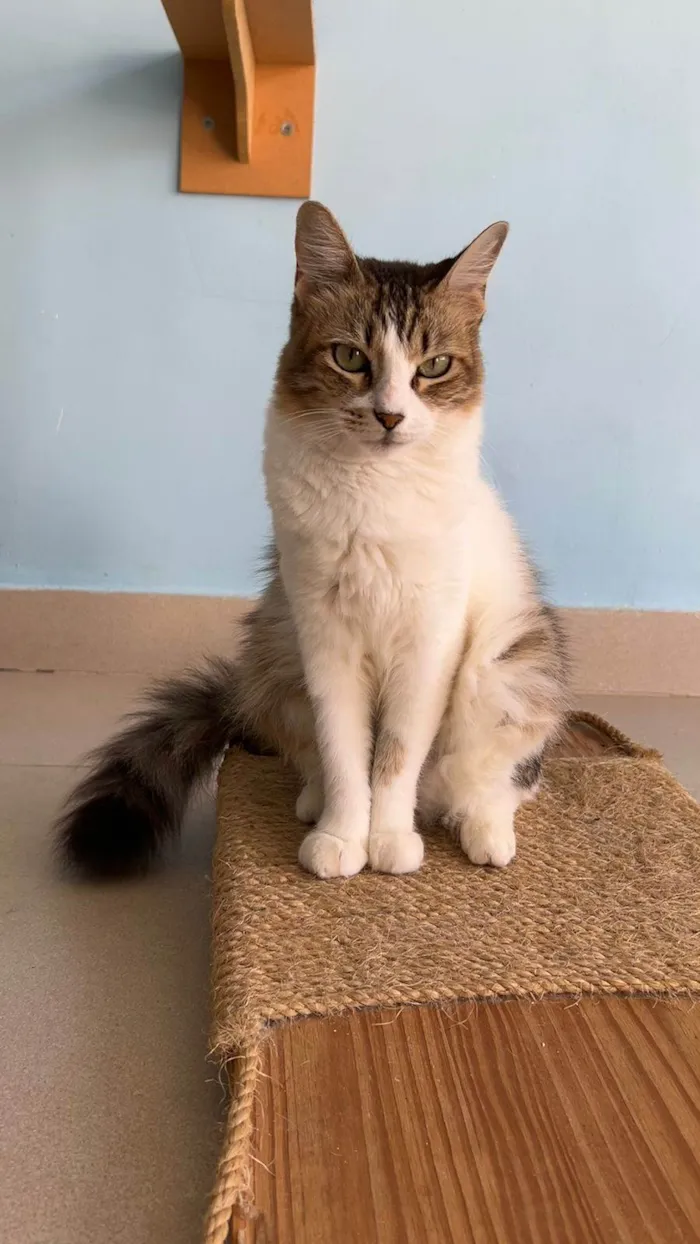 Gato ra a SRD-ViraLata idade 1 ano nome Ritinha 