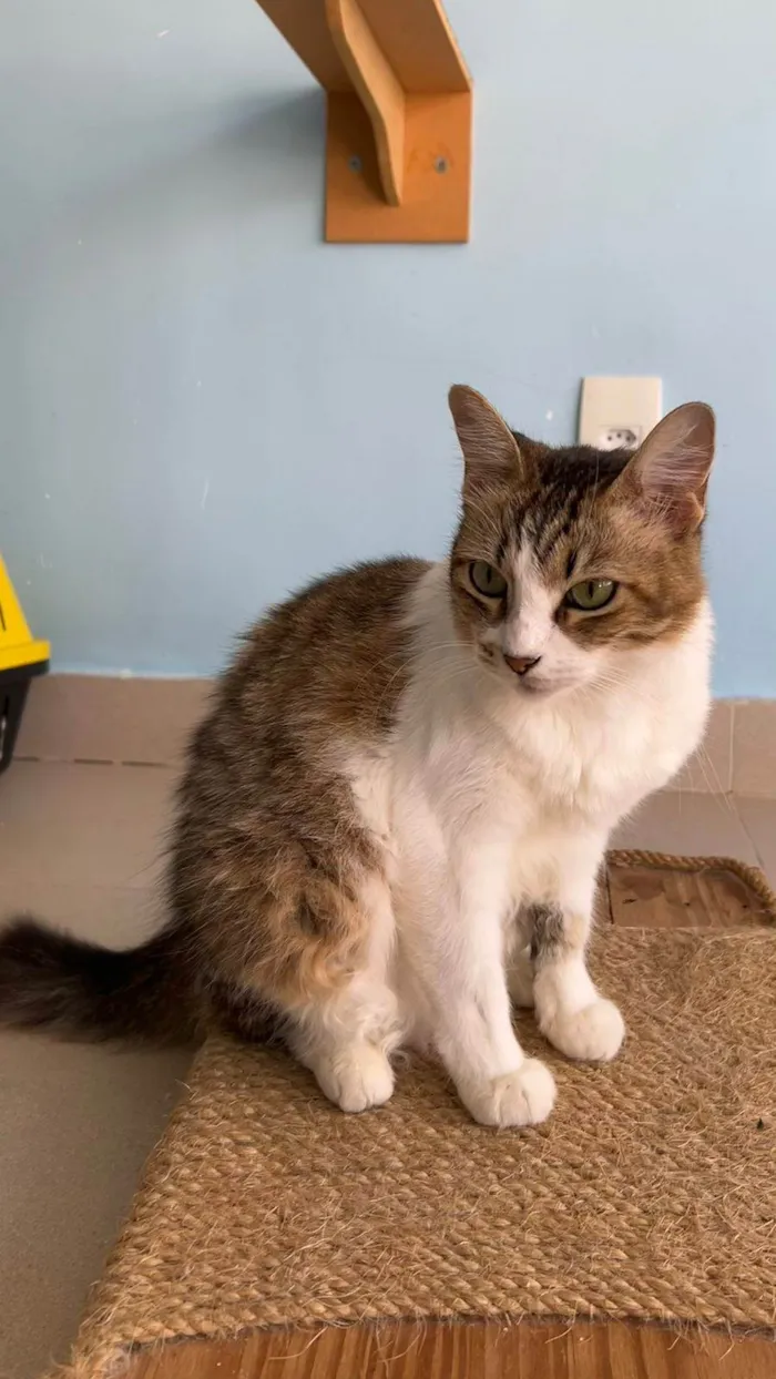 Gato ra a SRD-ViraLata idade 1 ano nome Ritinha 
