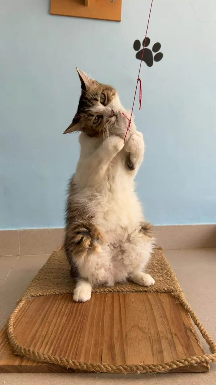 Gato ra a SRD-ViraLata idade 1 ano nome Ritinha 