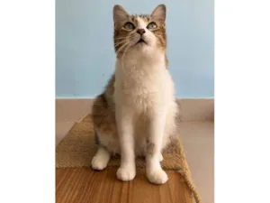 Gato raça SRD-ViraLata idade 1 ano nome Ritinha 