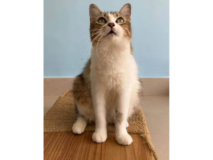Gato ra a SRD-ViraLata idade 1 ano nome Ritinha 