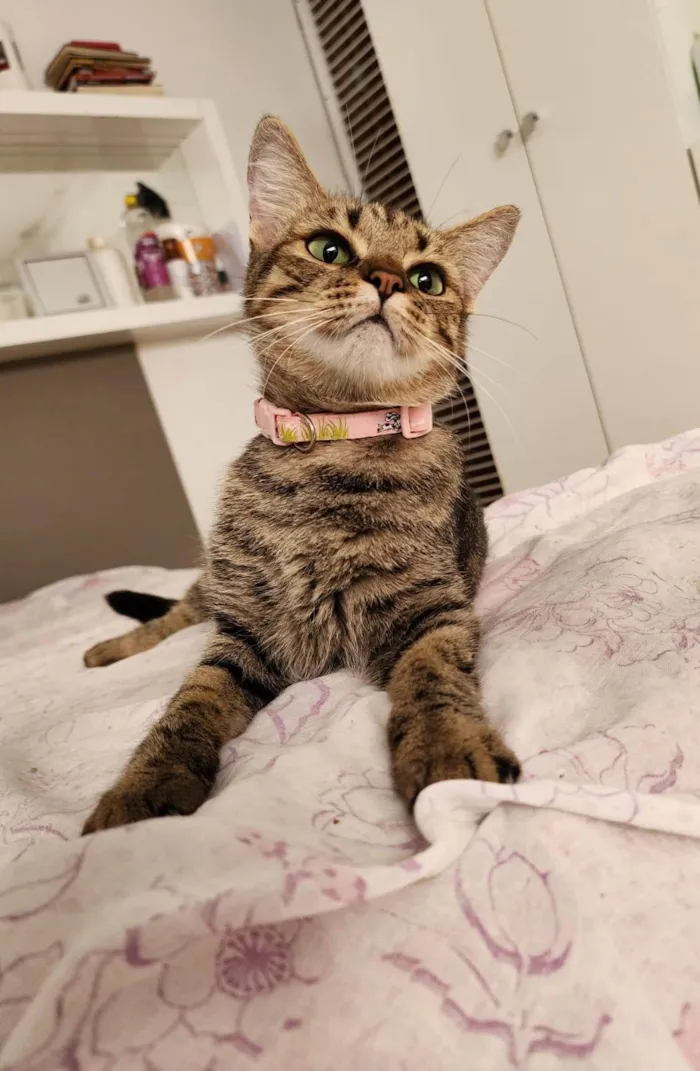 Gato ra a Srd idade 1 ano nome Luna