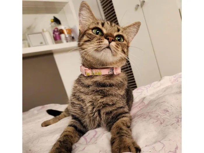Gato ra a Srd idade 1 ano nome Luna