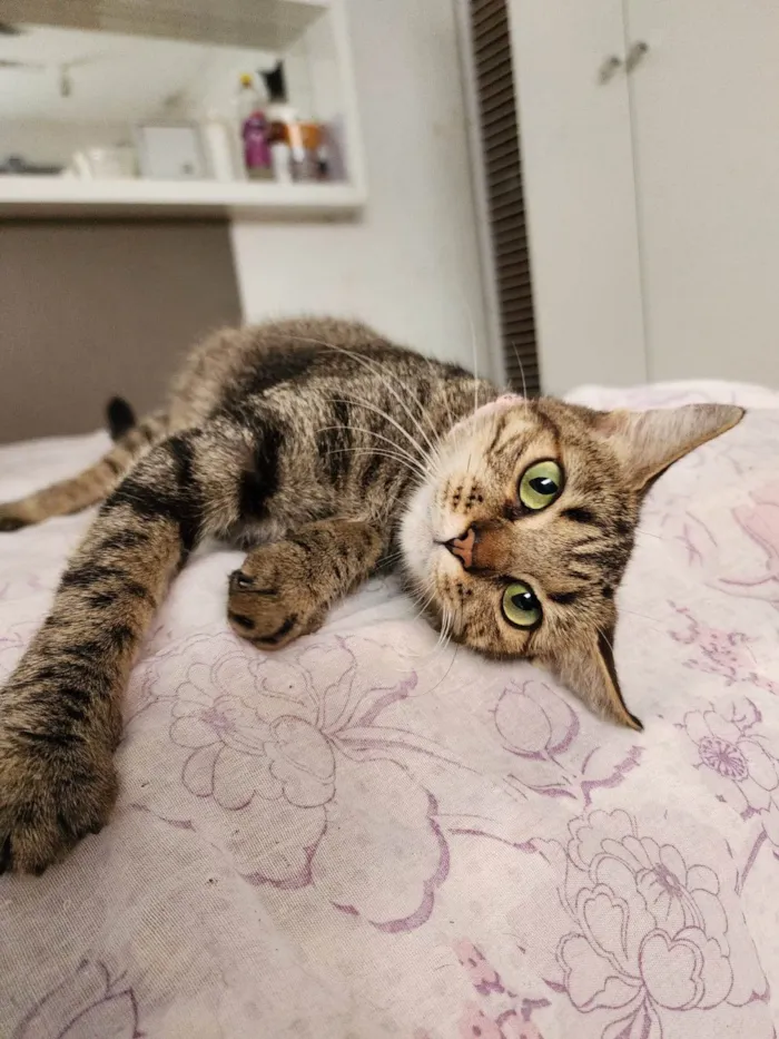 Gato ra a Srd idade 1 ano nome Luna