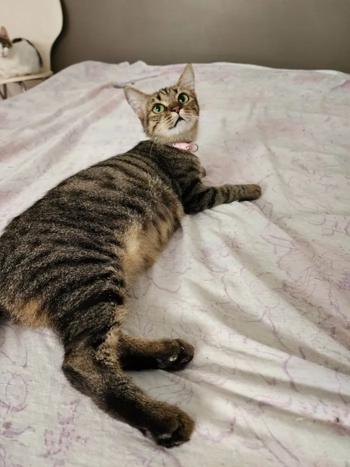 Gato ra a Srd idade 1 ano nome Luna
