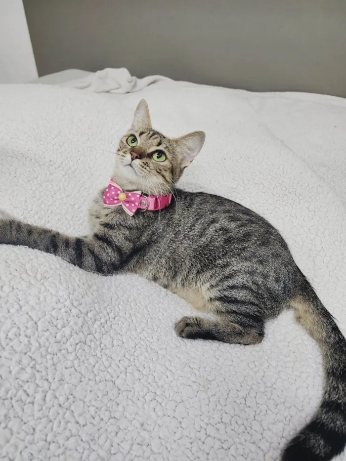 Gato ra a Srd idade 1 ano nome Luna