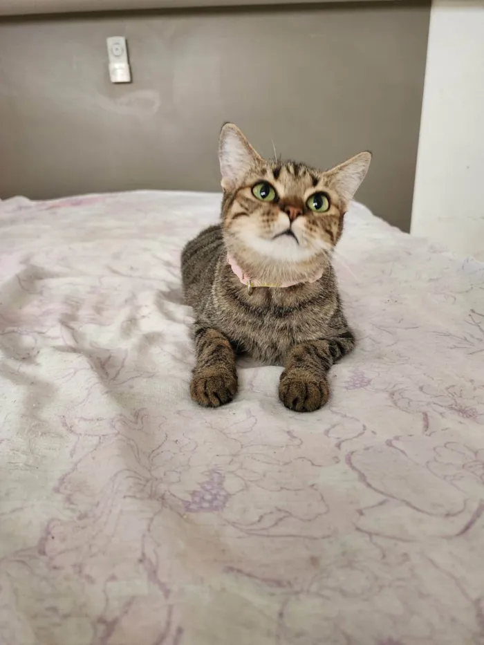 Gato ra a Srd idade 1 ano nome Luna