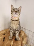 Maju