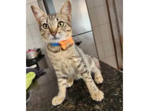 Gato raça Srd idade 2 a 6 meses nome Maju
