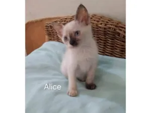 Gato raça SRD-ViraLata idade Abaixo de 2 meses nome Alice