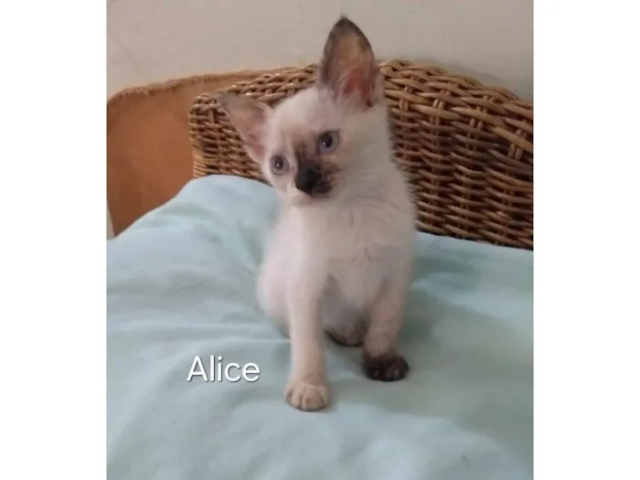 Gato ra a SRD-ViraLata idade Abaixo de 2 meses nome Alice