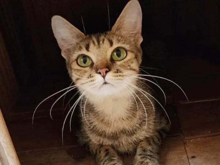 Gato ra a Srd idade 1 ano nome Luna