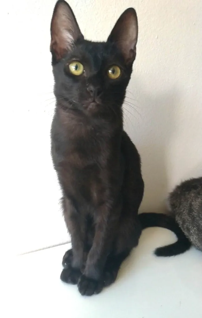 Gato ra a SRD idade 2 a 6 meses nome Will