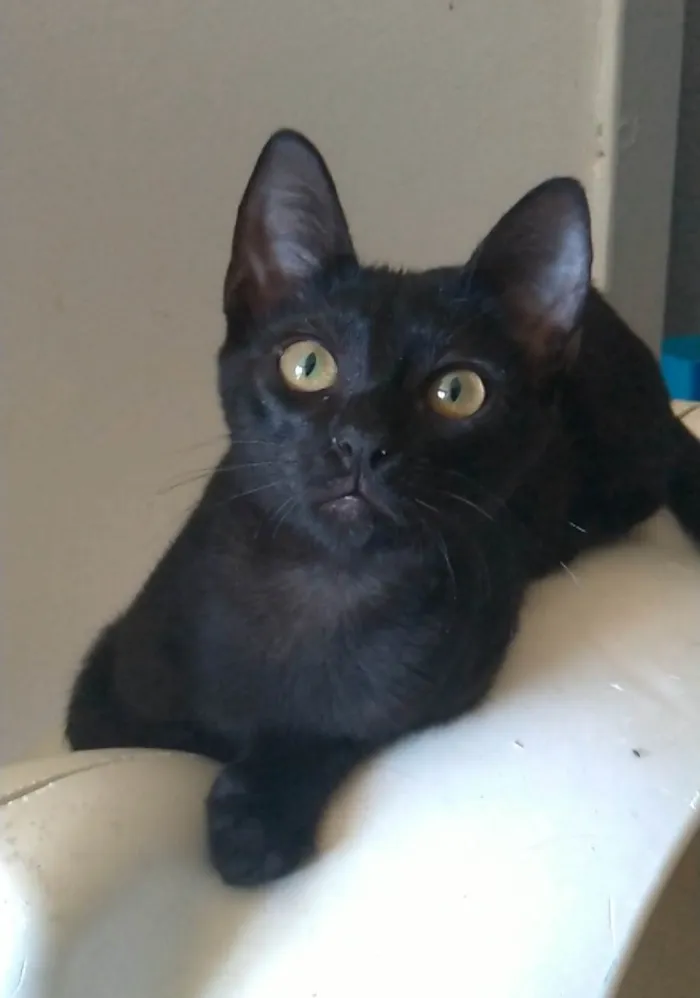 Gato ra a SRD idade 2 a 6 meses nome Will