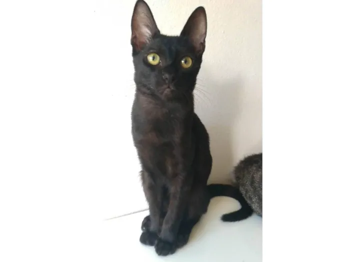 Gato ra a SRD idade 2 a 6 meses nome Will