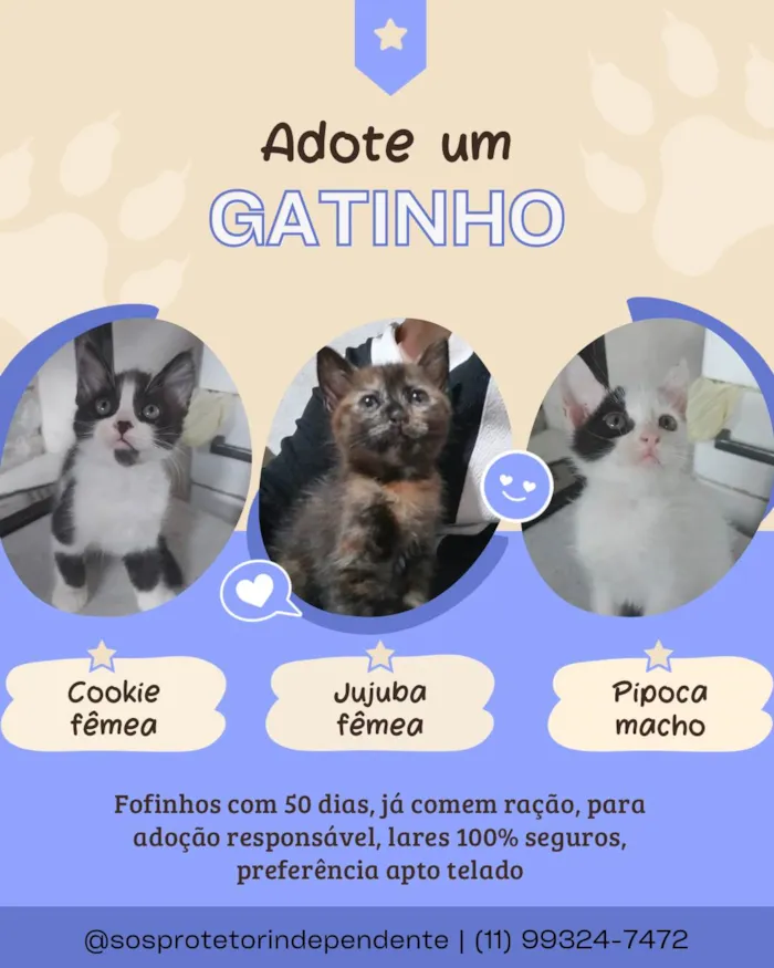 Gato ra a SRD-ViraLata idade Abaixo de 2 meses nome Cookie Pipoca Jujuba
