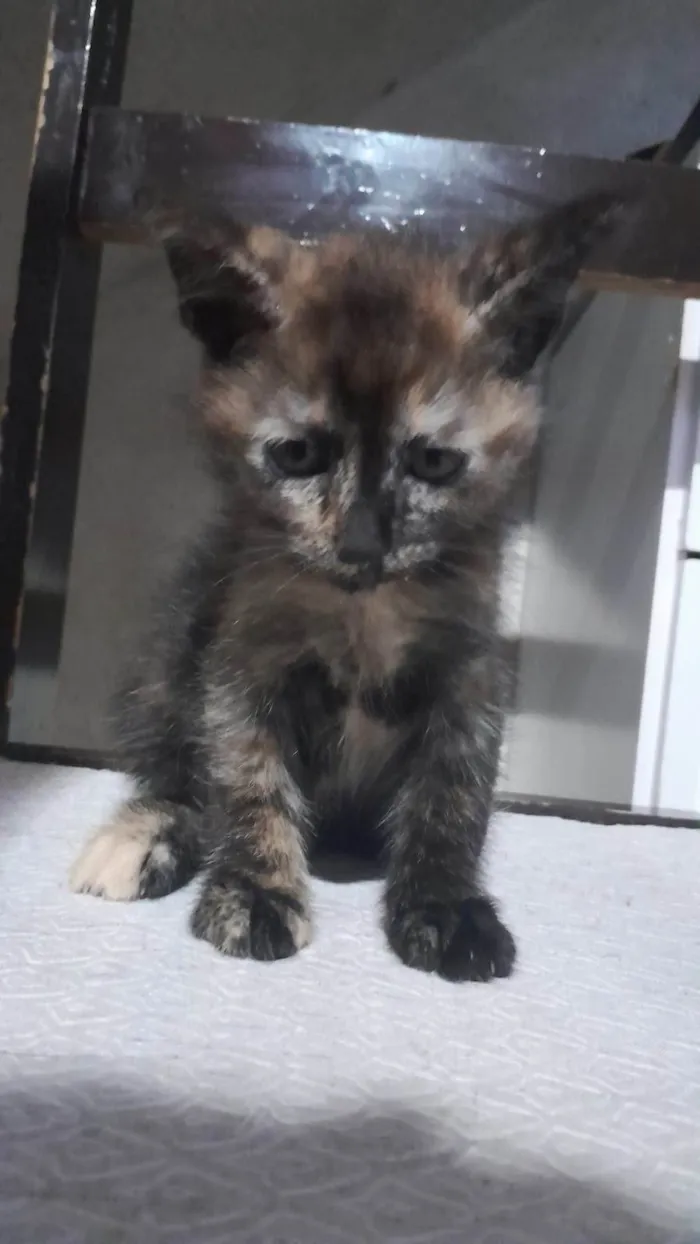 Gato ra a SRD-ViraLata idade Abaixo de 2 meses nome Cookie Pipoca Jujuba