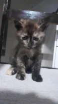 Cookie Pipoca Jujuba