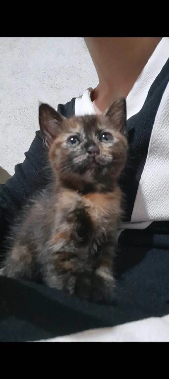 Gato ra a SRD-ViraLata idade Abaixo de 2 meses nome Cookie Pipoca Jujuba