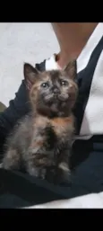 Cookie Pipoca Jujuba