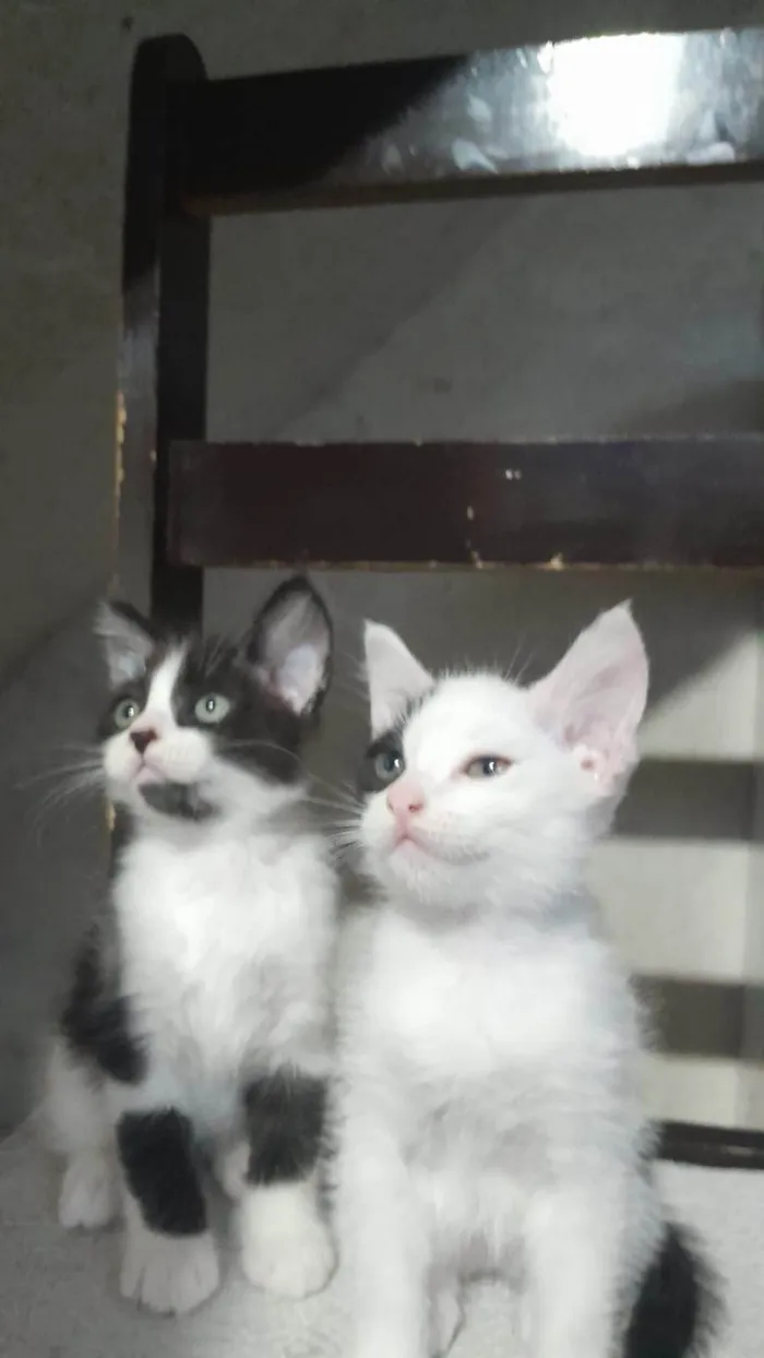 Gato ra a SRD-ViraLata idade Abaixo de 2 meses nome Cookie Pipoca Jujuba