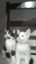 Cookie Pipoca Jujuba