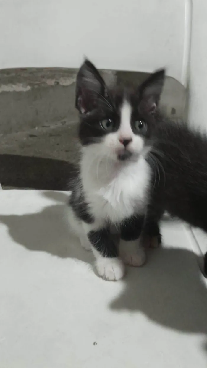 Gato ra a SRD-ViraLata idade Abaixo de 2 meses nome Cookie Pipoca Jujuba