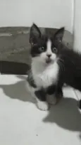 Cookie Pipoca Jujuba