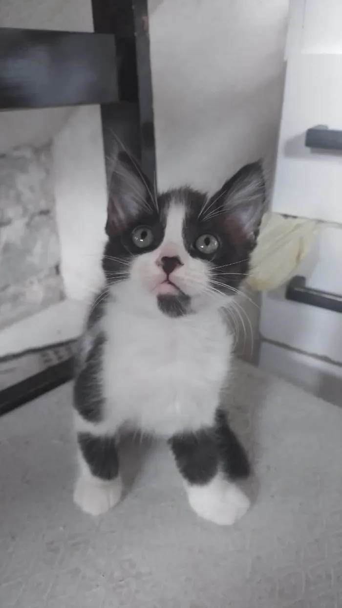Gato ra a SRD-ViraLata idade Abaixo de 2 meses nome Cookie Pipoca Jujuba