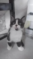 Cookie Pipoca Jujuba