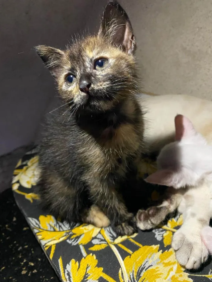 Gato ra a SRD-ViraLata idade Abaixo de 2 meses nome Cookie Pipoca Jujuba