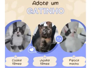 Gato raça SRD-ViraLata idade Abaixo de 2 meses nome Cookie Pipoca Jujuba