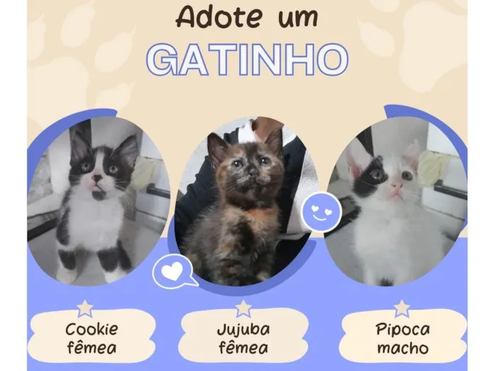 Gato ra a SRD-ViraLata idade Abaixo de 2 meses nome Cookie Pipoca Jujuba