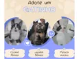Cookie Pipoca Jujuba