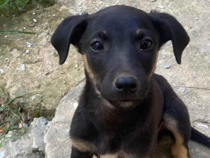 Cachorro ra a Vira lata  idade 2 a 6 meses nome Sem nome