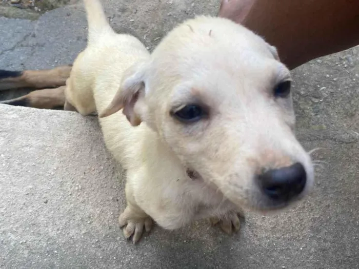 Cachorro ra a Vira lata  idade 2 a 6 meses nome Sem nome