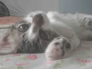 Gato raça Felino idade 2 a 6 meses nome Judite