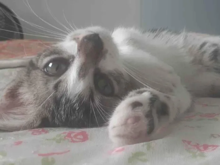 Gato ra a Felino idade 2 a 6 meses nome Judite