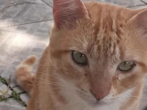 Gato raça  idade 1 ano nome 03 GATINHOS