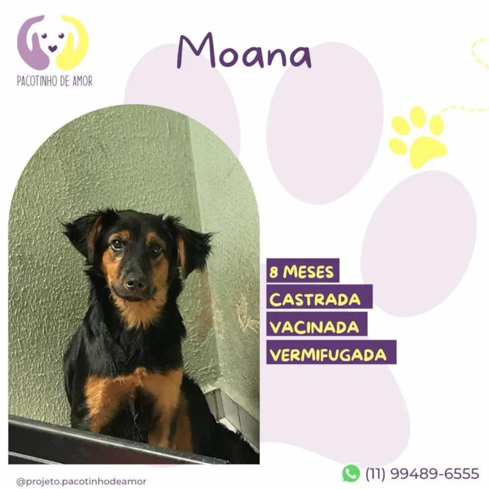 Cachorro ra a SRD-ViraLata idade 7 a 11 meses nome Moana