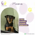 Moana