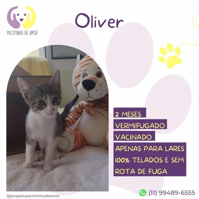 Gato ra a SRD-ViraLata idade 2 a 6 meses nome Oliver