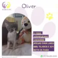 Oliver