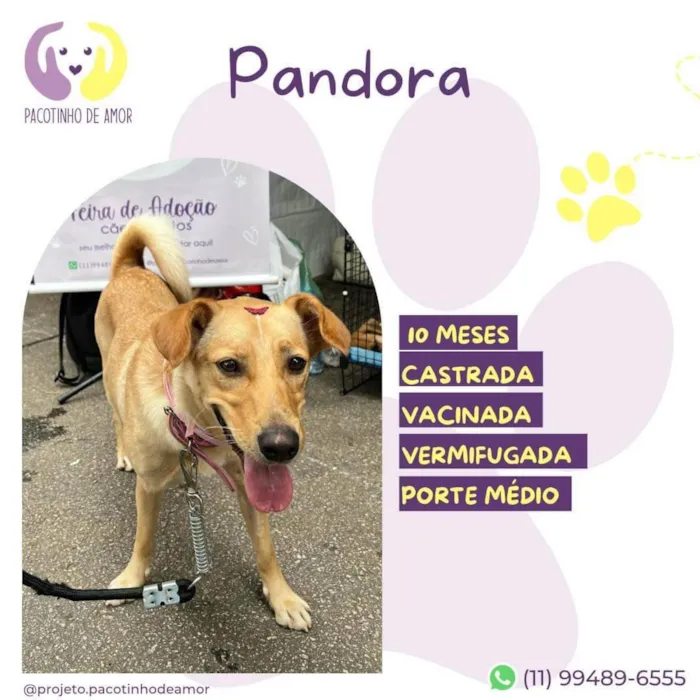 Cachorro ra a SRD-ViraLata idade 7 a 11 meses nome Pandora
