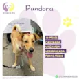 Pandora