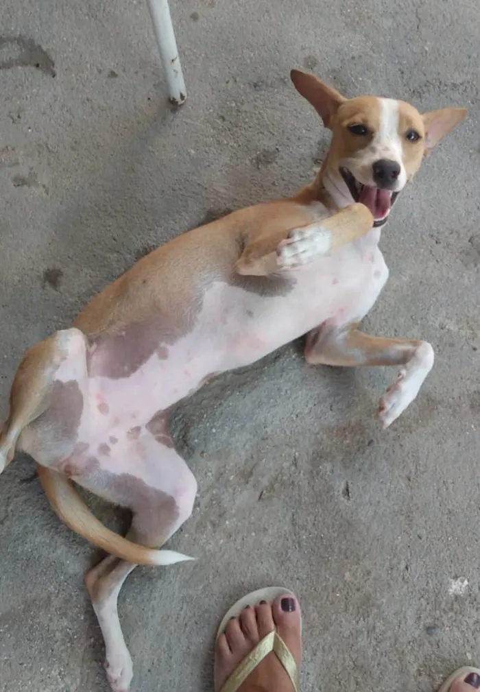 Cachorro ra a SRD-ViraLata idade 1 ano nome Candoca 