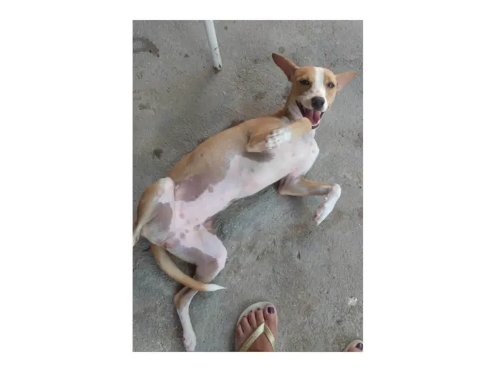 Cachorro ra a SRD-ViraLata idade 1 ano nome Candoca 