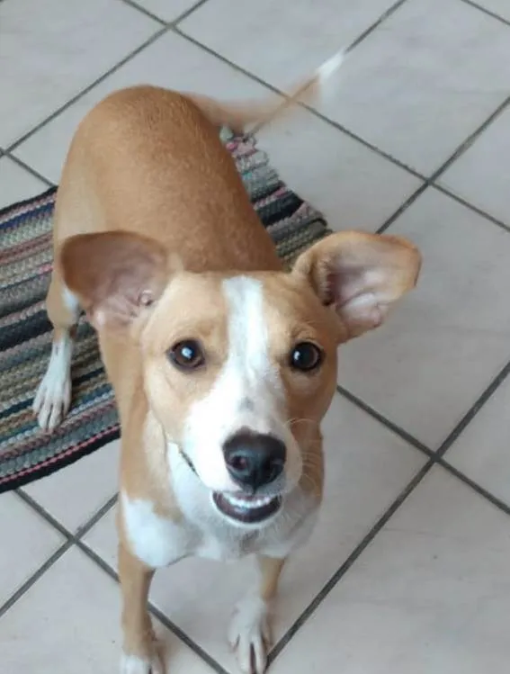 Cachorro ra a SRD-ViraLata idade 1 ano nome Candoca 
