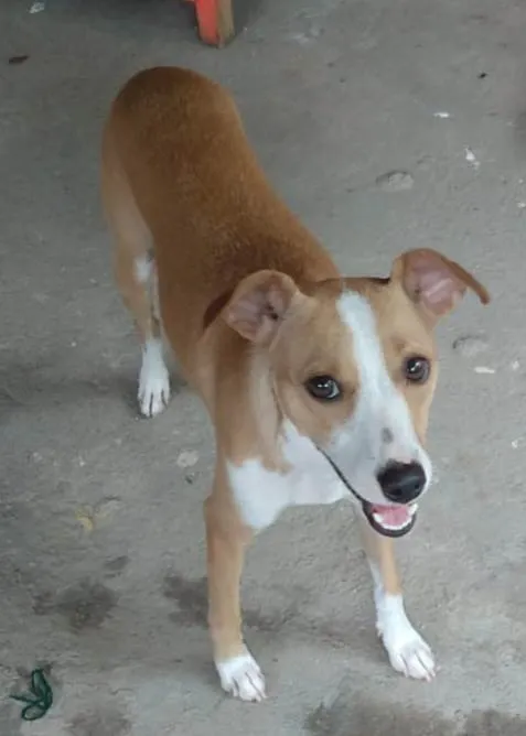 Cachorro ra a SRD-ViraLata idade 1 ano nome Candoca 