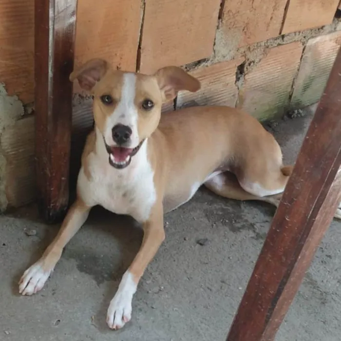 Cachorro ra a SRD-ViraLata idade 1 ano nome Candoca 